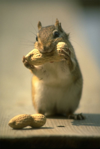 chipmunk